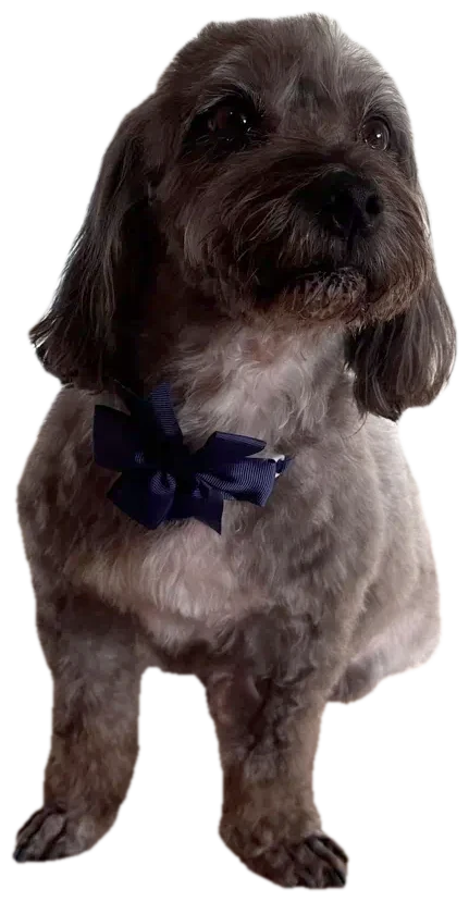 Petit chien assis avec un nœud papillon bleu